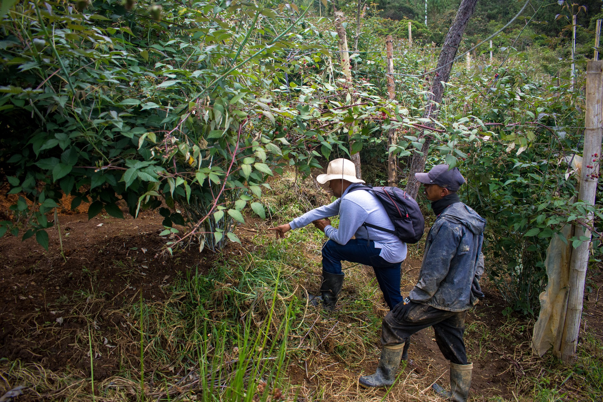 Imagen destacada de 🌿 Seguridad Alimentaria con Sabor a Territorio: Producción de Mora, Tomate de Árbol y Lulo 🍓🍅🍋