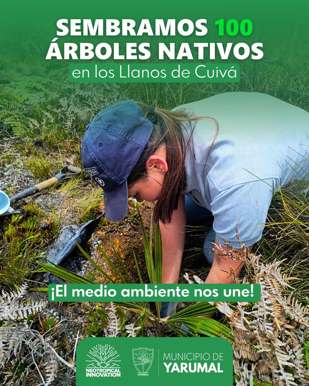 Imagen destacada de 🌿 Llanos de Cuivá florece: sembramos 100 árboles nativos para proteger la biodiversidad