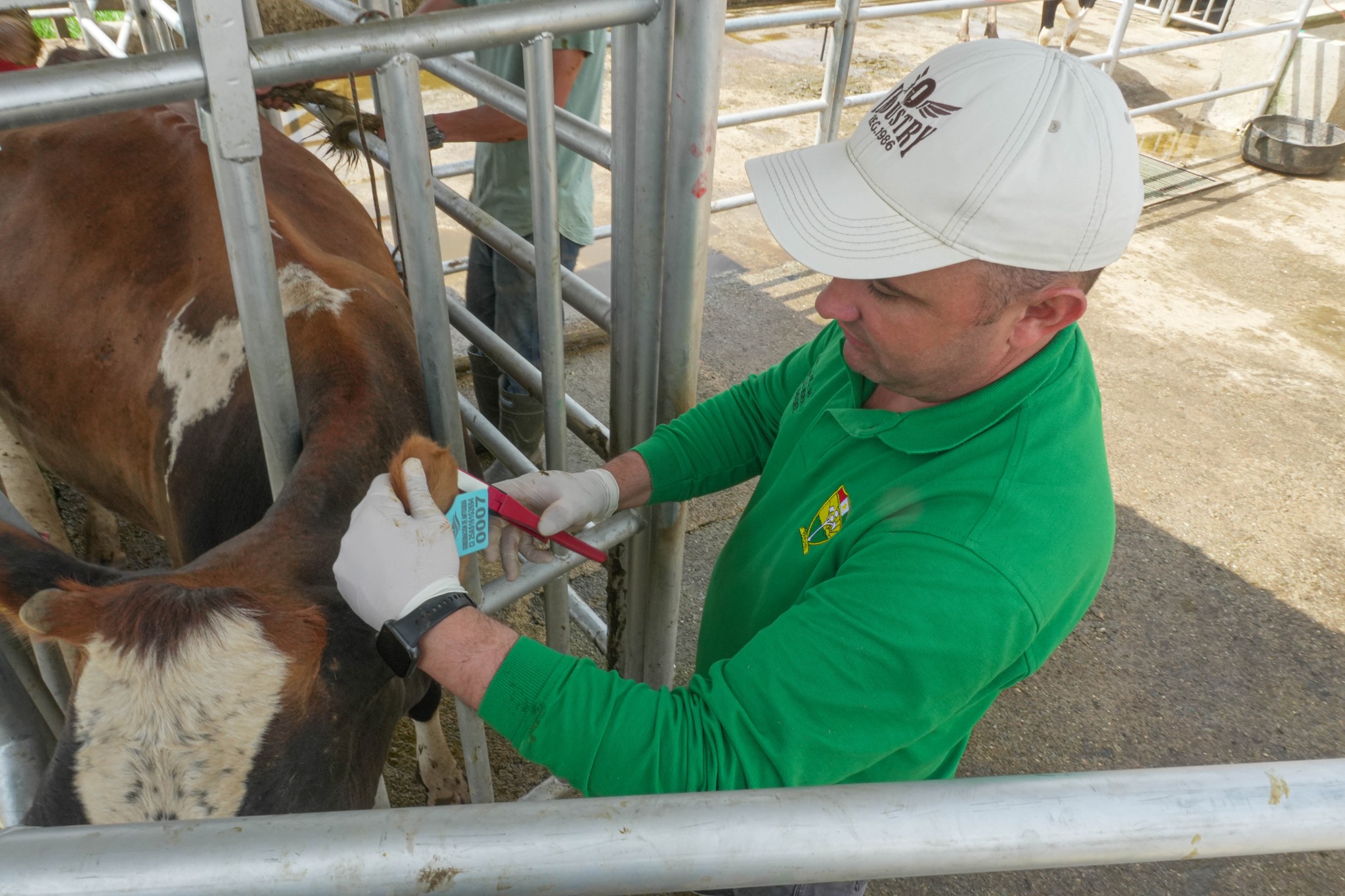 Imagen destacada de Proyecto de Mejoramiento Genético Transforma la Ganadería Lechera de Yarumal y el Norte de Antioquia 🧬💯🐮
