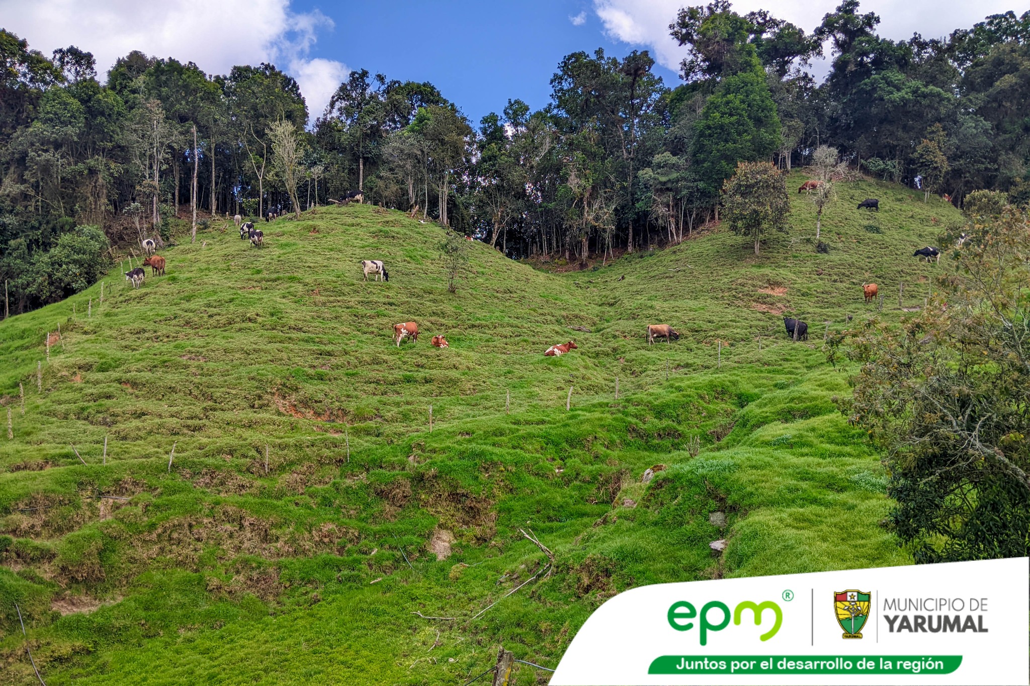 Imagen destacada de Yarumal Fortalece el Campo con Prácticas Agroecológicas y Silvopastoreo Sostenible 🌱🐄✨
