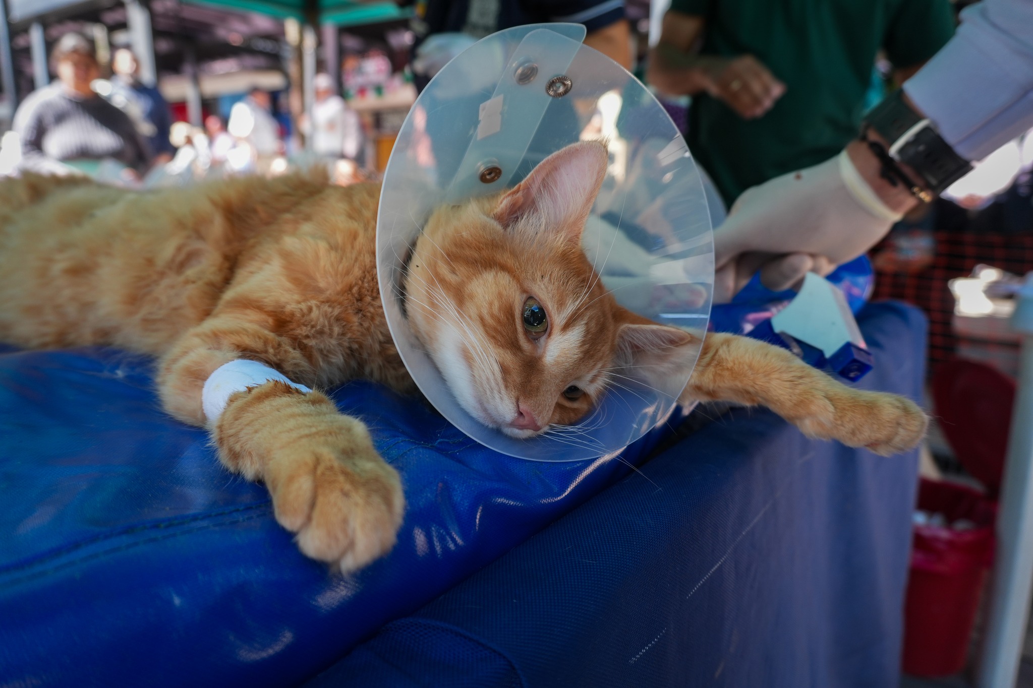 Imagen destacada de Yarumal realizó con éxito jornada de esterilización para caninos y felinos: bienestar animal y tenencia responsable 🐶🐱✨